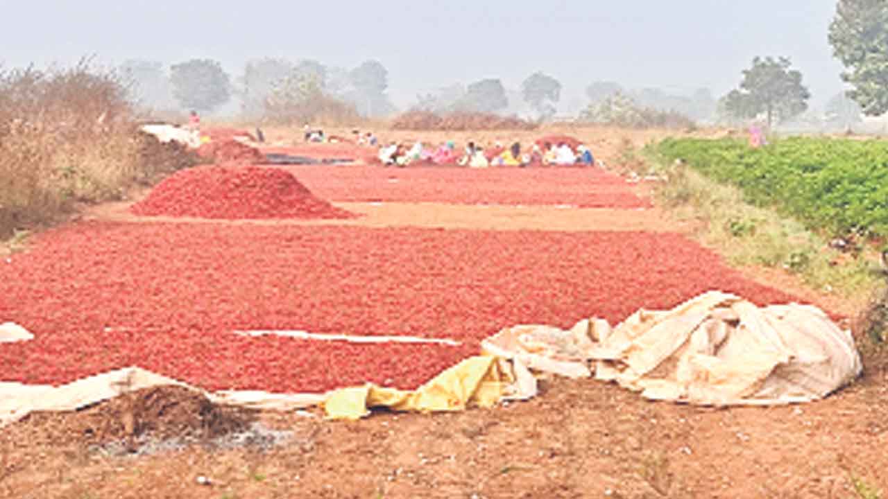 అధిక ధరలు మంచి దిగుబడులు