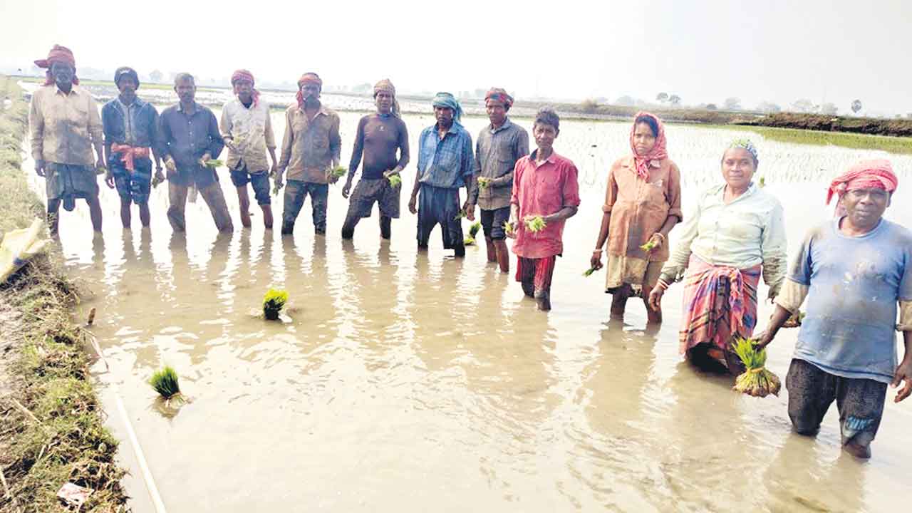 వరినాట్లకు వలస కూలీ