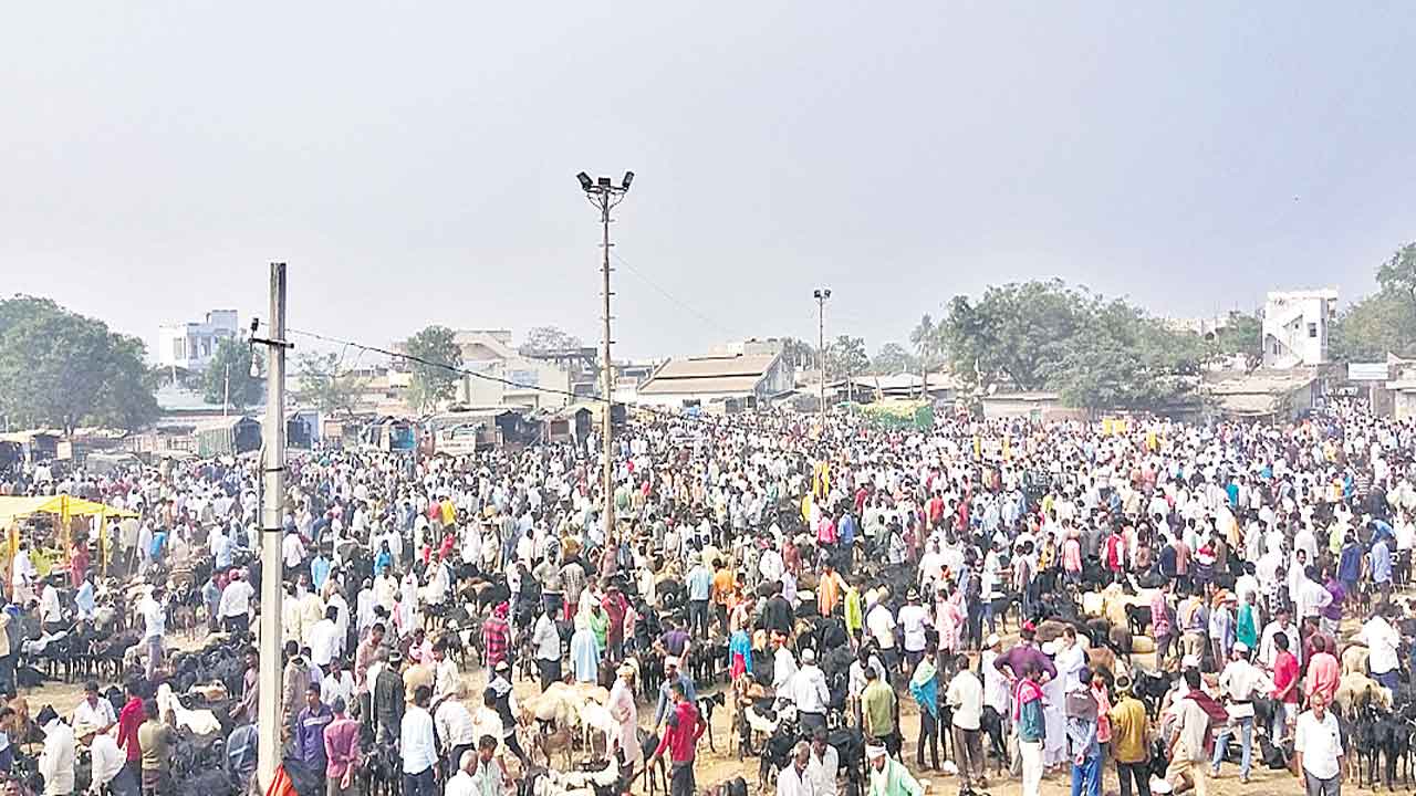 మేకల సంత @ రూ.3.50 కోట్లు