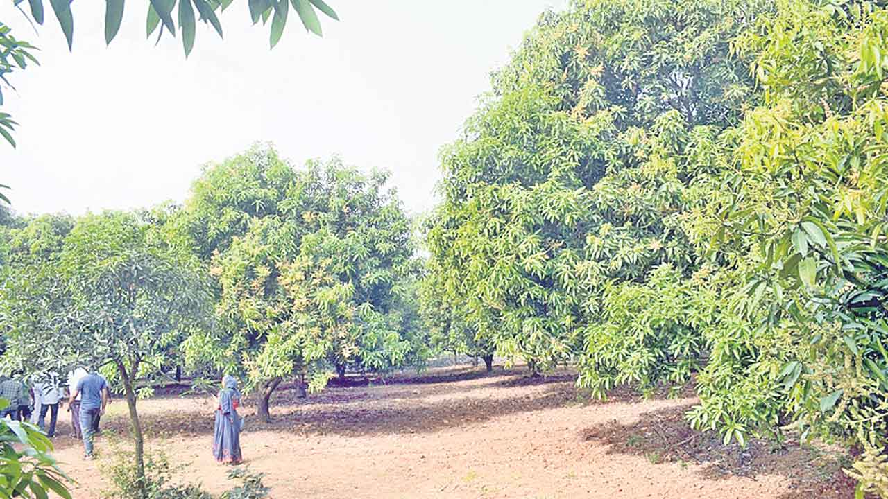 చలి తీవ్రత అంతంతే మామిడి పూత