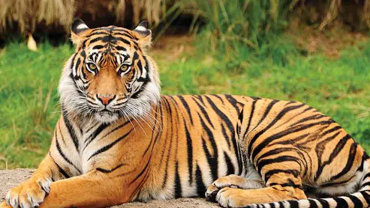 Darigam Forest | దరిగాం అడవుల్లో మరో పులి మృత్యువాత.. ఉచ్చు పెట్టారా? విషప్రయోగమా?