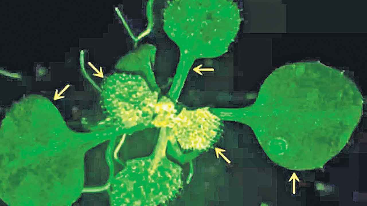 Viral | మొక్కలూ మాట్లాడుకుంటాయ్‌.. ఇదిగో సాక్ష్యం