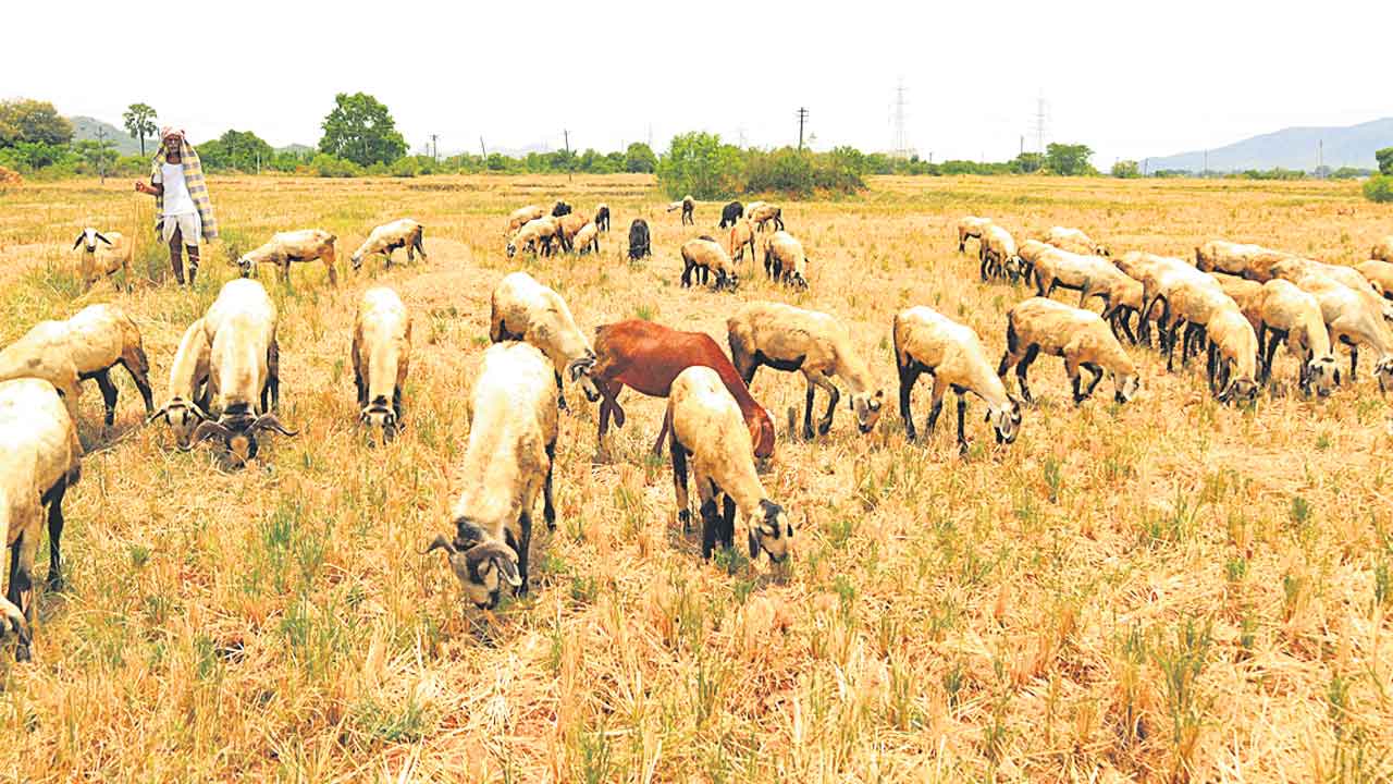 Sheep Distribution | గొర్రెల పంపిణీపై స్పష్టతనివ్వని ప్రభుత్వం.. మా వాటా ఇచ్చేయాలంటున్న లబ్ధిదారులు