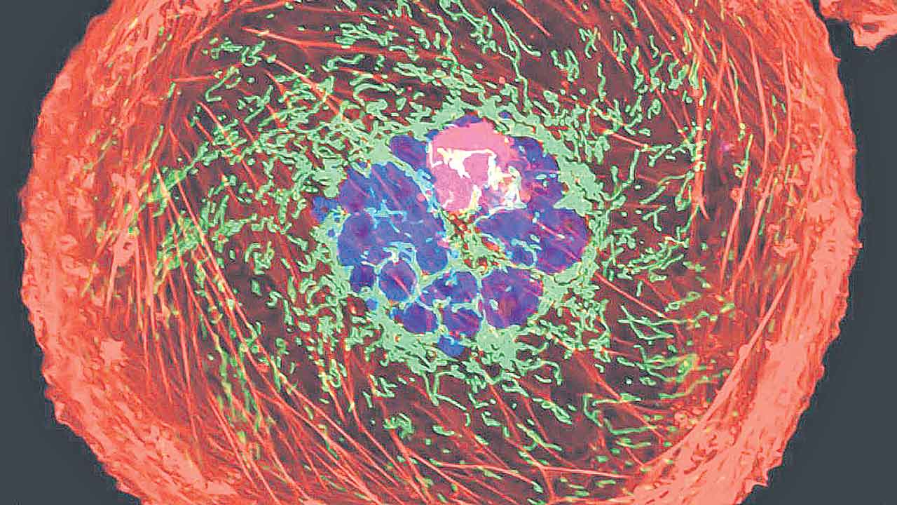 Cancer | దేశాన్ని పీడిస్తున్న క్యాన్సర్‌ భూతం.. ఆసియాలోనే రెండో స్థానంలో భారత్‌