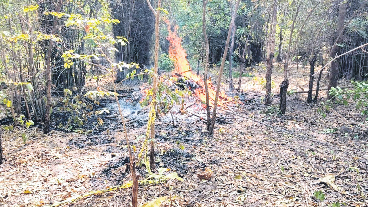 ఎద్దును చంపిందనే పులి హతం