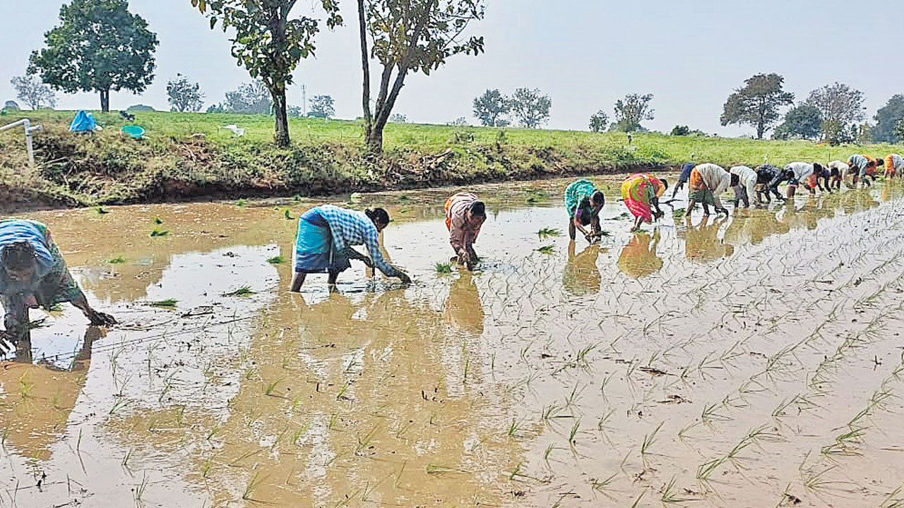జోరుగా వరినాట్లు