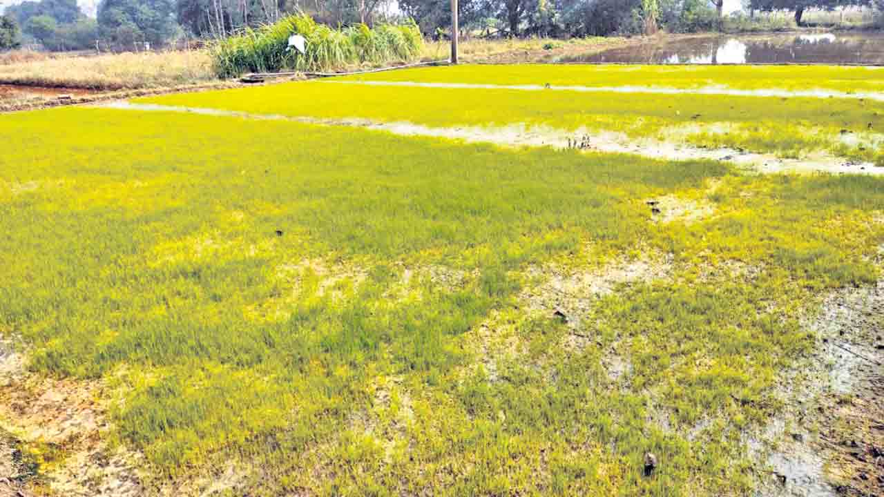 యాసంగి పనుల్లో రైతన్నలు బిజీబిజీ