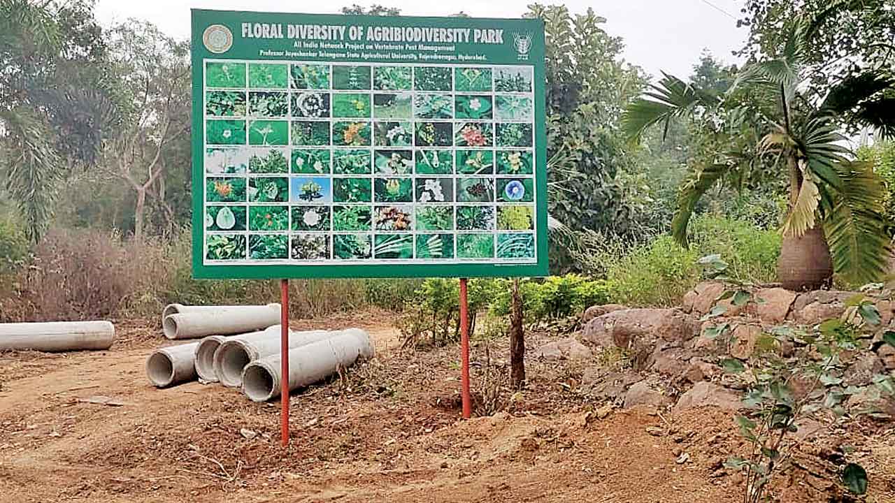 Agroforestry Park