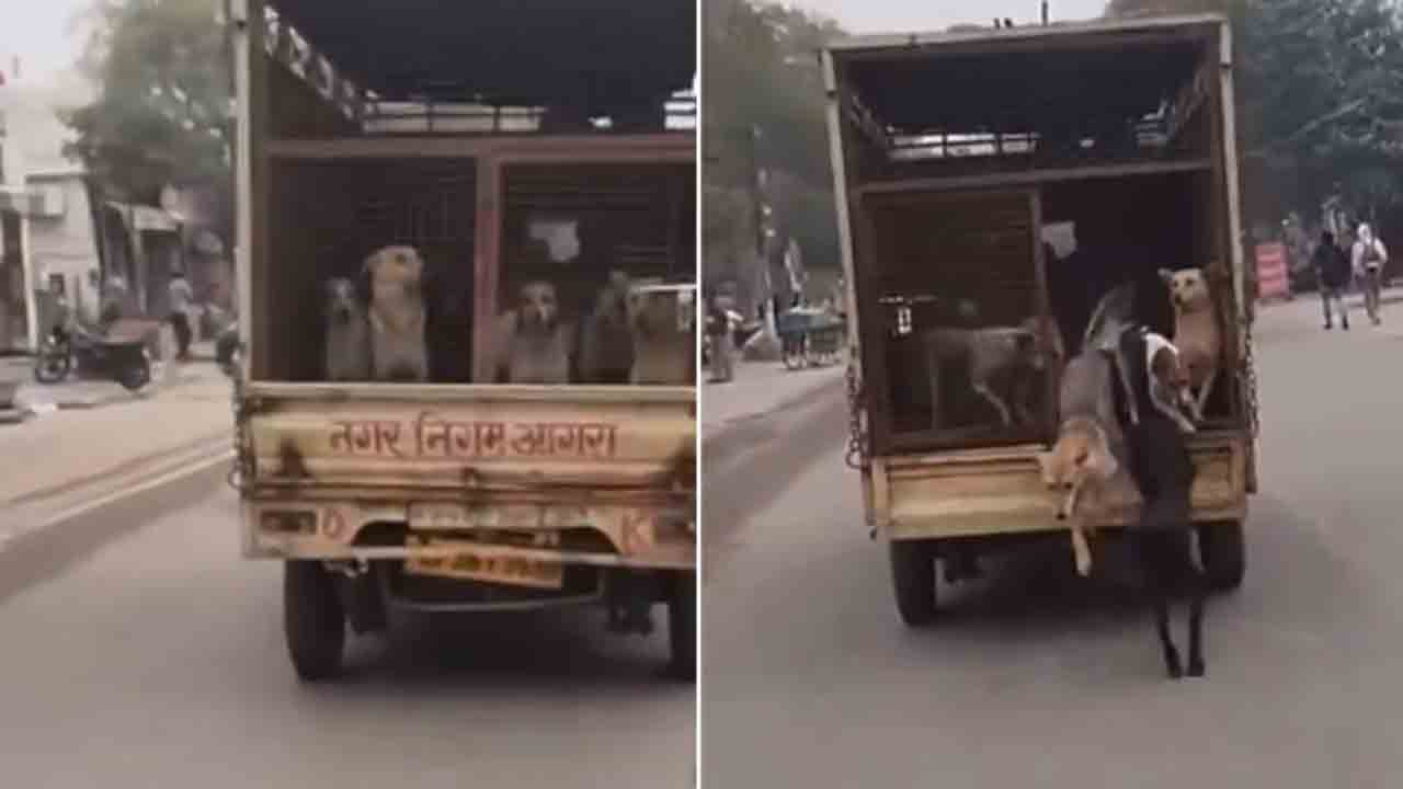 Watch: మున్సిపల్ వాహనంలో కుక్కల తరలింపు.. బైకర్‌ ఏం చేశాడంటే?