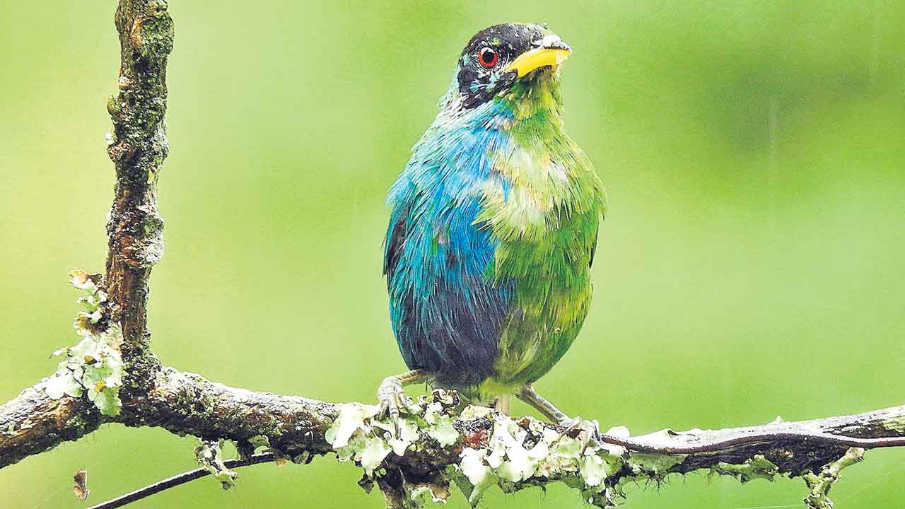 Rare Bird | సగం ఆడ, సగం మగ.. రెండు లక్షణాలున్న అరుదైన పక్షి..!