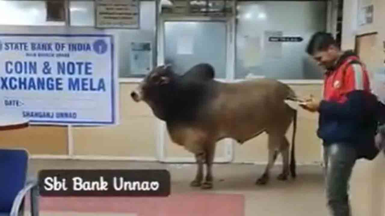 Bull Enters Bank | బ్యాంక్‌లోకి ప్రవేశించిన ఎద్దు.. వీడియో