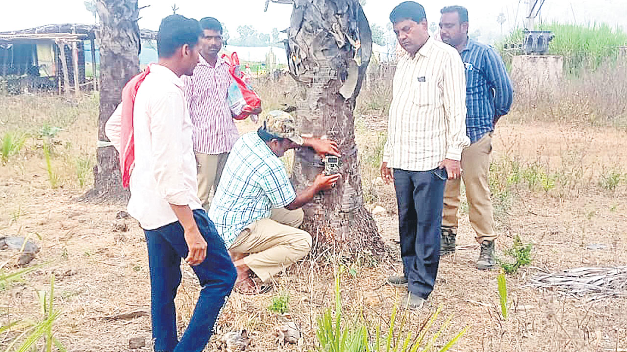 అమ్మక్కపేట శివారులో చిరుత?