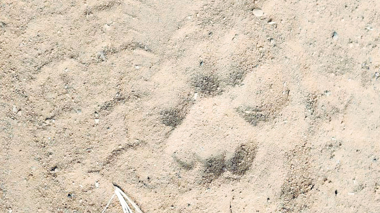 కోటపల్లి అడవిలో చిరుత సంచారం