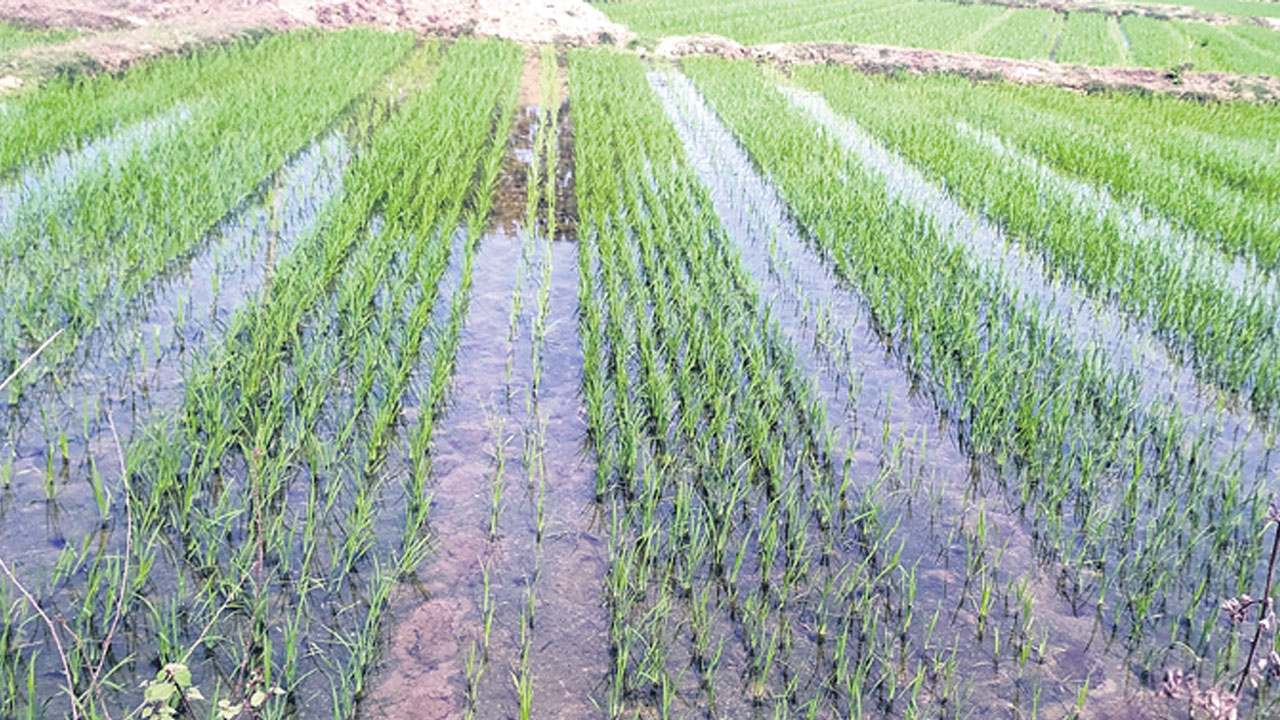 లాభసాటి పంటలపై రైతుల మొగ్గు