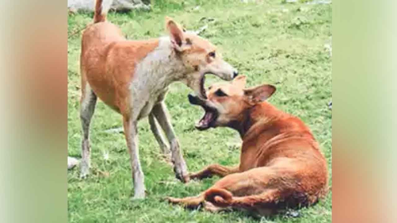 Stray dogs | రెండు రోజుల వ్యవధిలో 30 మందిపై వీధి కుక్క దాడి.. హడలెత్తుతున్న జనం