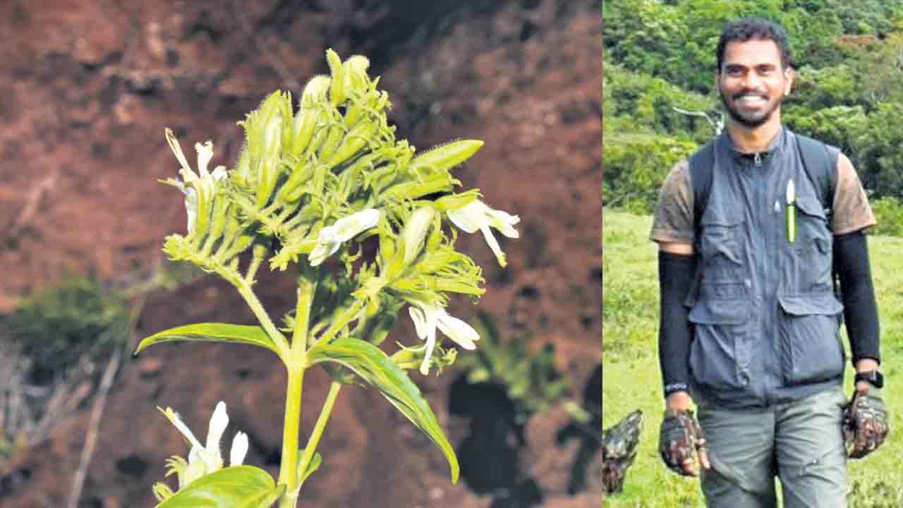 Rare plant | అరుదైన మొక్కను కనుగొన్న వనపర్తి వాసి
