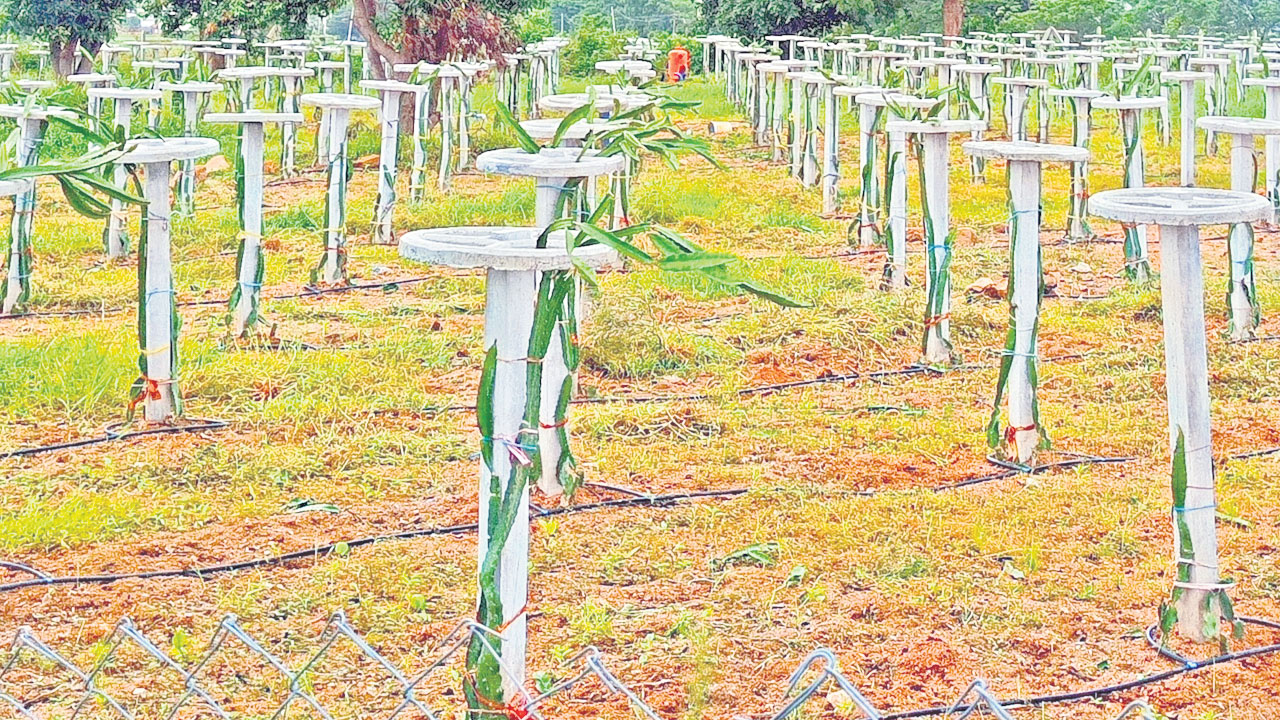 డ్రాగన్‌ ఫ్రూట్‌..లాభాలు ఫుల్‌