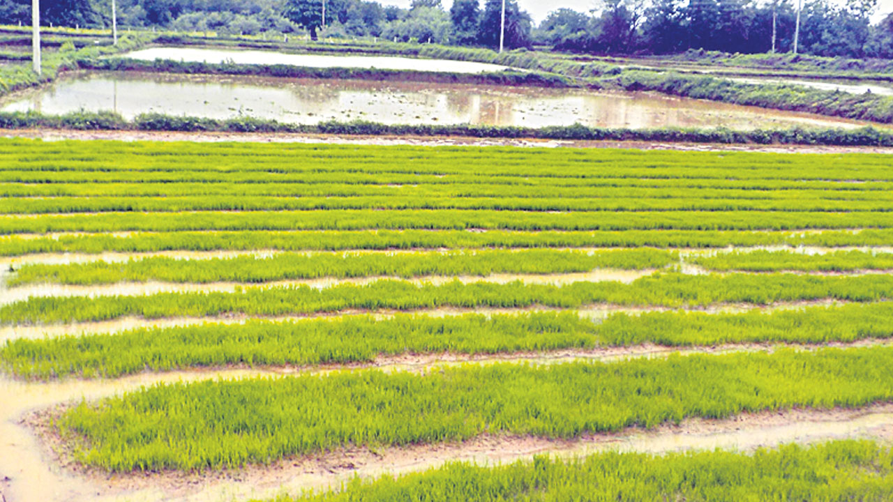 చలి తీవ్రత..పంటలు జాగ్రత్త..!