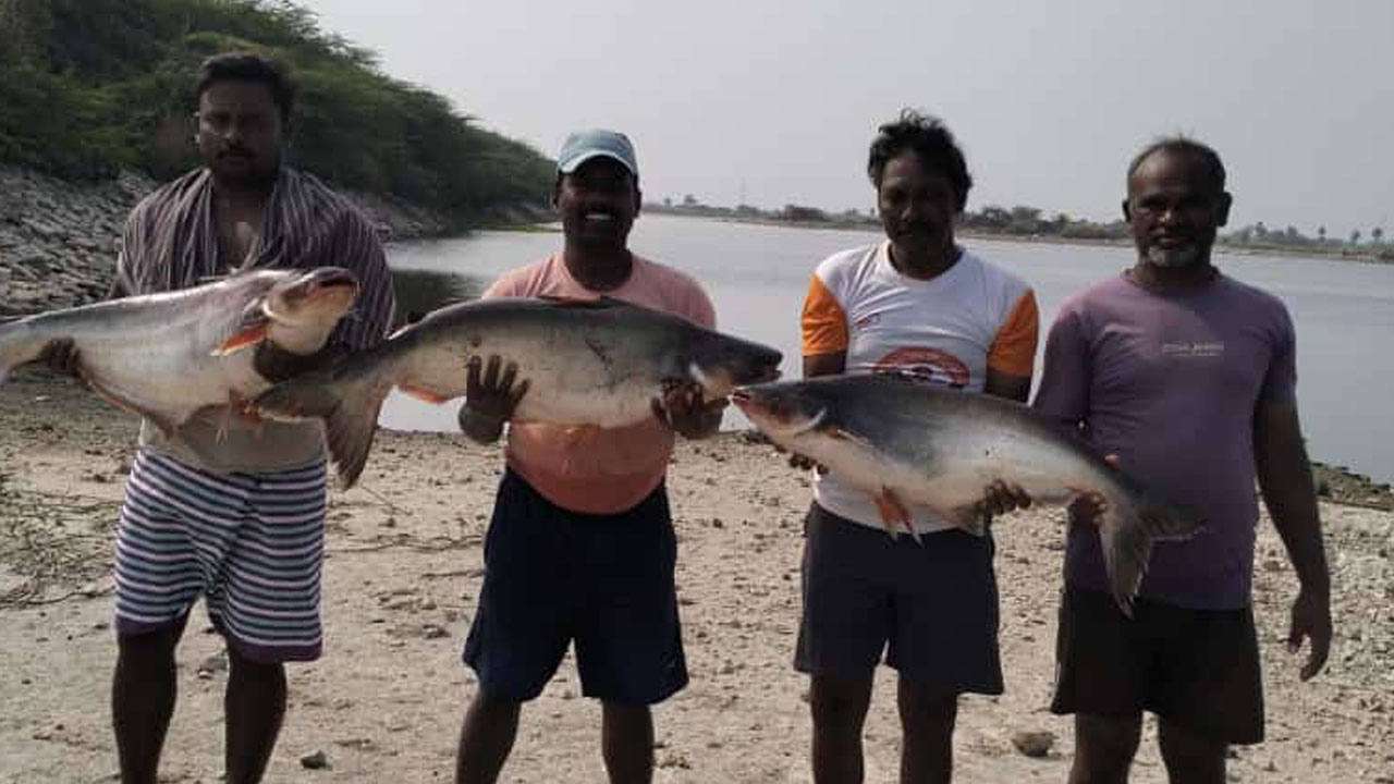 పాలేత చేపలు@15కేజీలు