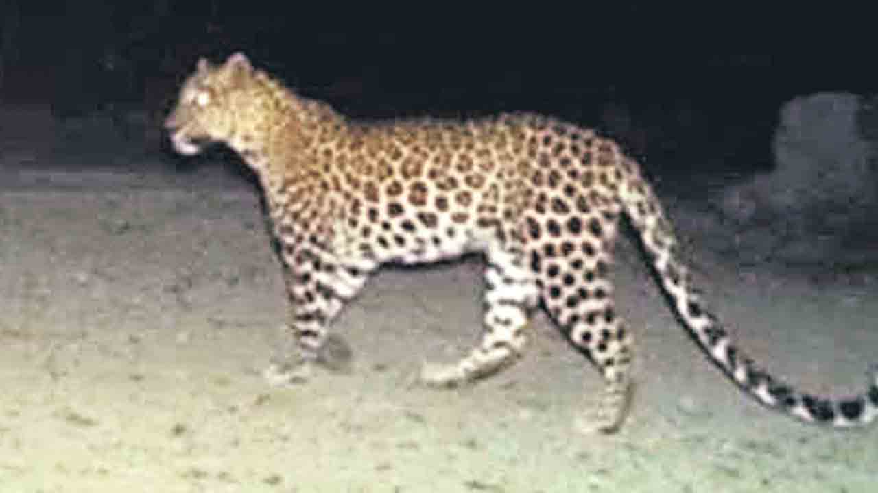 చిరుత సంచారం