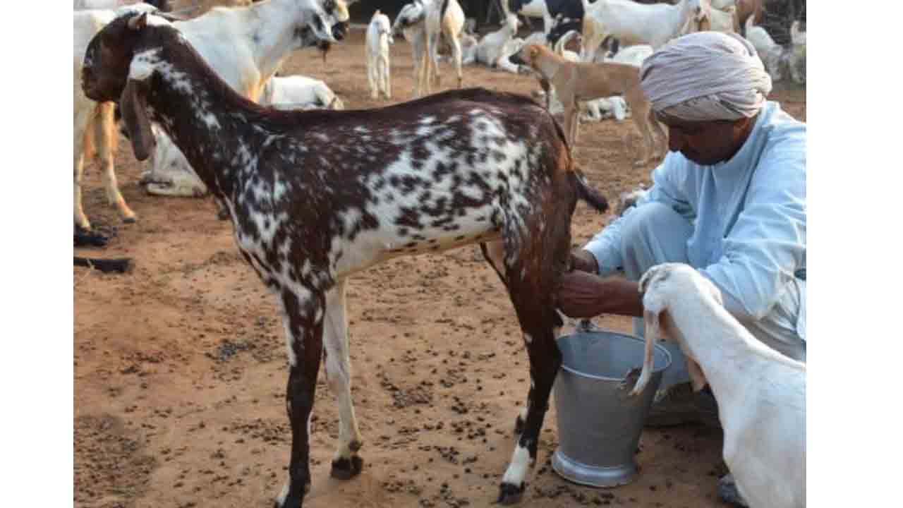 Goat Milk | జీర్ణశక్తికి మేక పాలు.. గ్యాస్‌, ఉబ్బరం సమస్య మటుమాయం