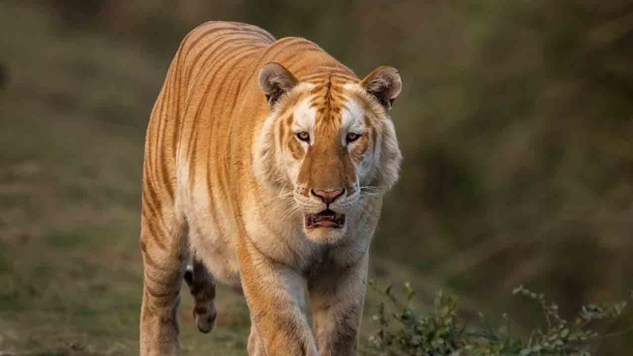 ఏజెన్సీ భయం భయం