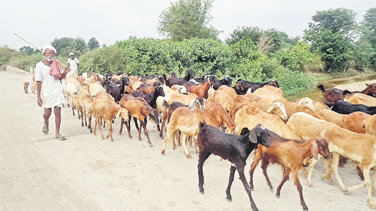 రెండో విడుత గొర్రెలిచ్చేనా?