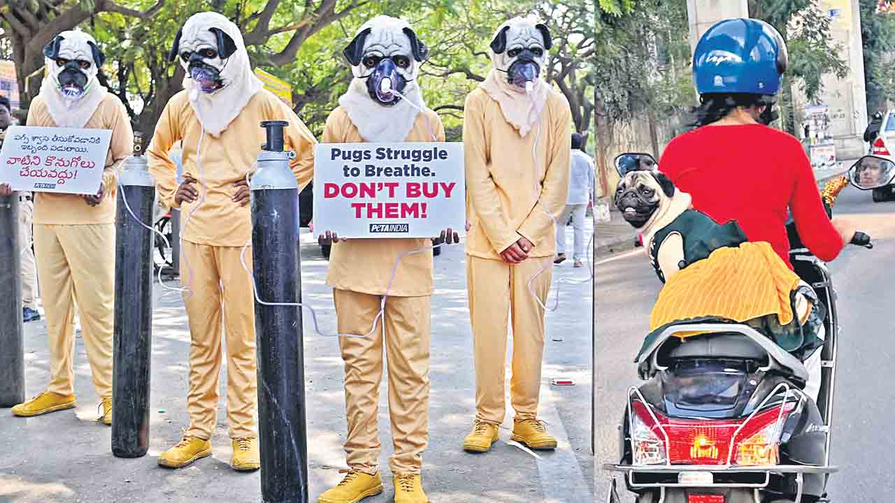 విదేశీ పగ్స్‌ వద్దు దేశీ పెట్స్‌ ముద్దు