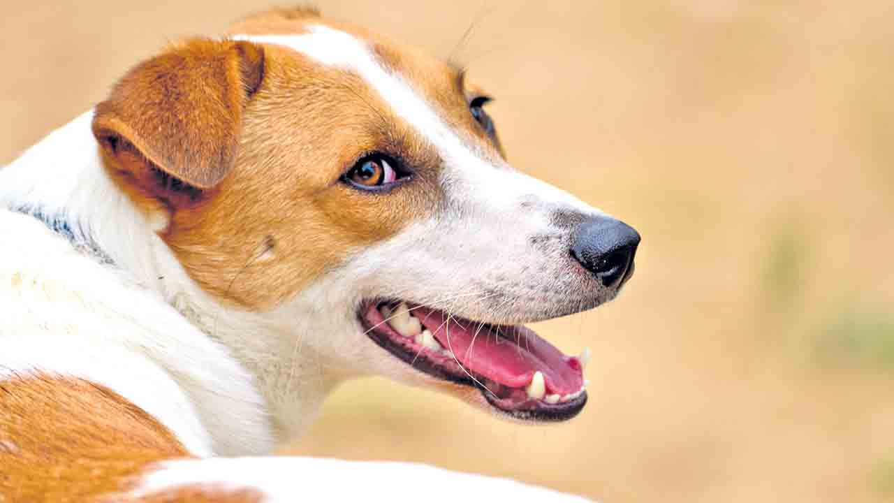 వీధి కుక్కలపై చర్యలేవి ?