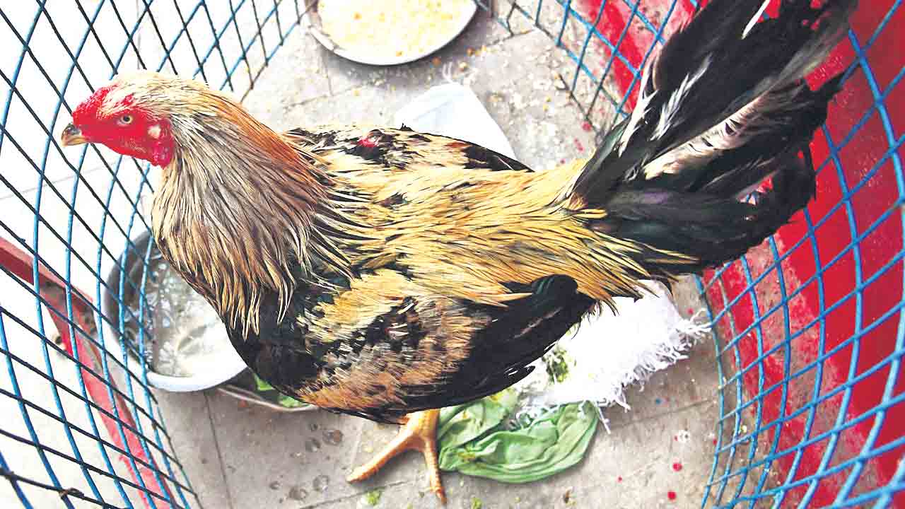 Chicken Friday | ఆర్టీసీ బస్సులో దొరికిన పందెం కోడి.. నేడు వేలం