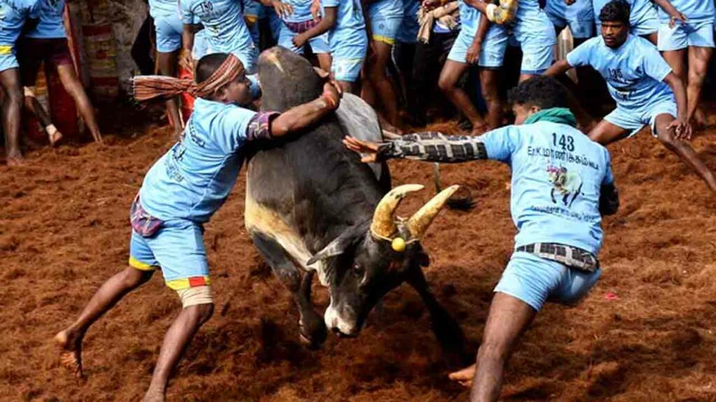 Jallikattu