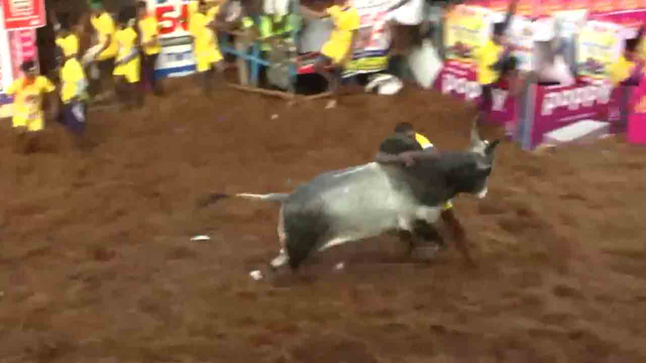 Jallikattu | ఘనంగా మొదలైన అలంగనల్లూర్‌ జల్లికట్టు ఉత్సవాలు.. Video