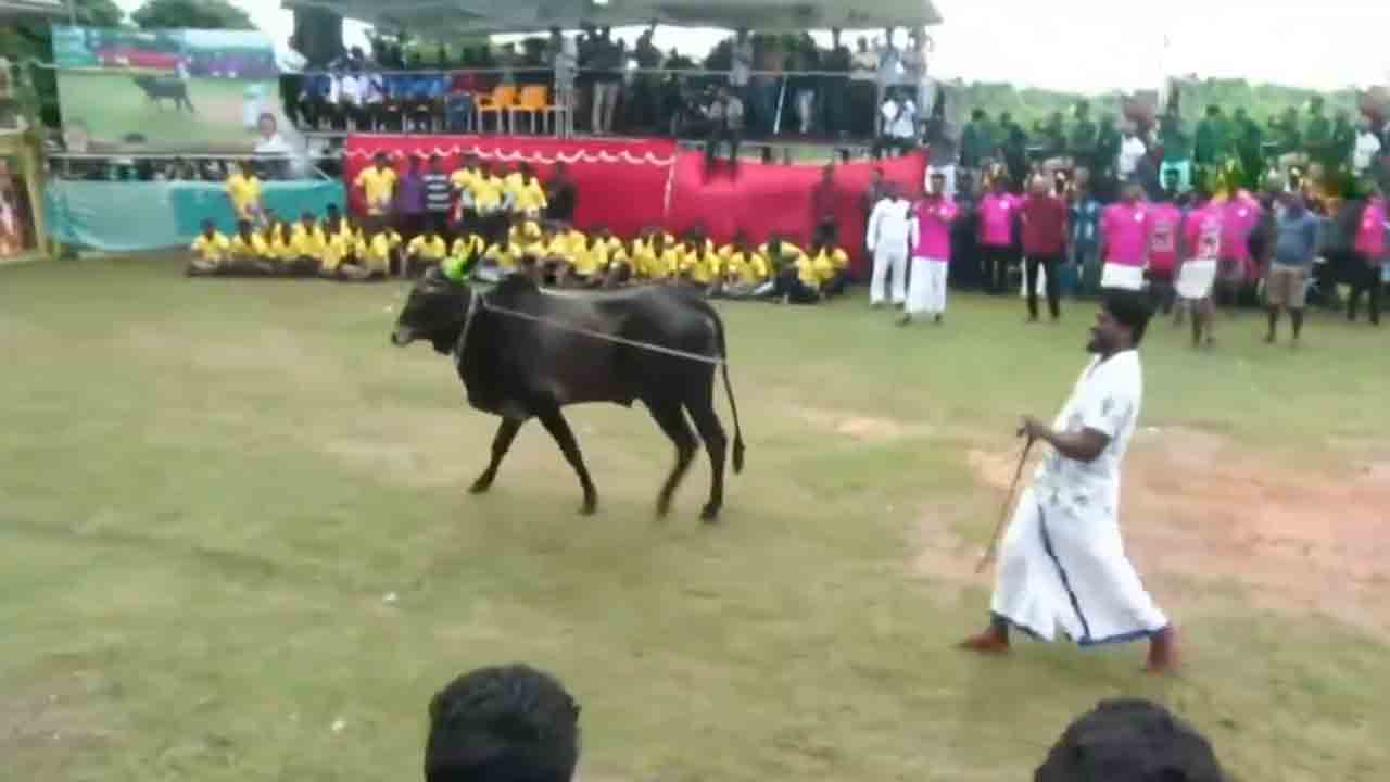 Jallikattu | శ్రీలంకలో తొలి జల్లికట్టు సంబురాలు షురూ.. Video
