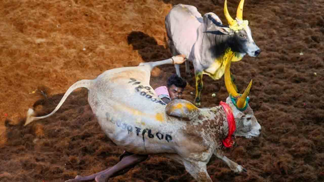 Jallikattu | తమిళనాడులో జల్లికట్టు మొదలు.. 29 మందికి గాయాలు