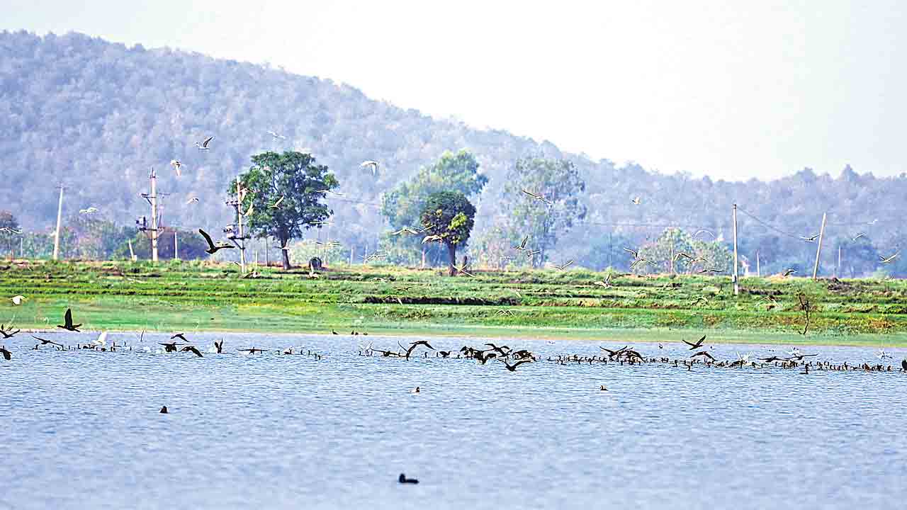 విహంగ సోయగం