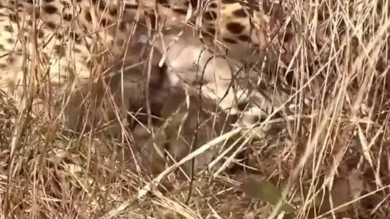 Cheetah | కునో నేషనల్‌ పార్కులో చీతా కూనల సందడి.. 3 పిల్లలకు జన్మనిచ్చిన నమీబియా చిరుత