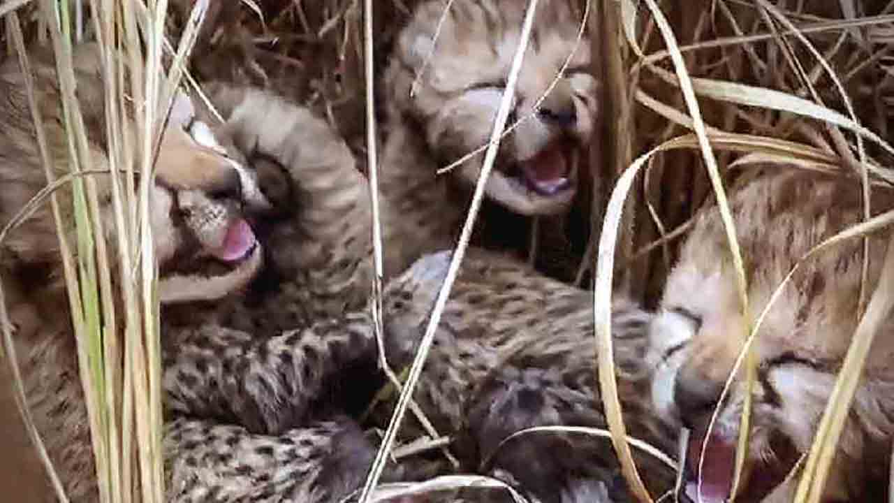 Cheetah | మూడు కాదు.. నాలుగు కూనలకు జన్మనిచ్చిన నమీబియా చీతా