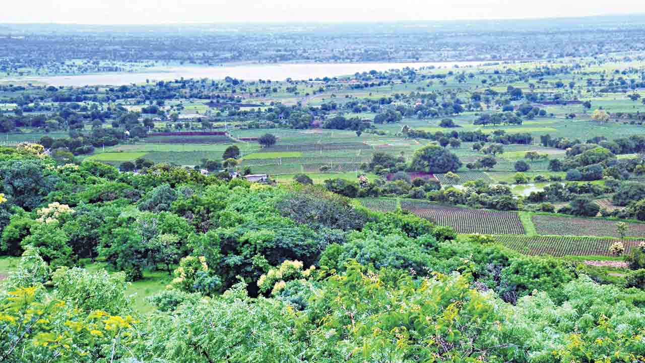 Vikarabad | ఔషధవనం అంతర్థానం.. రాడార్ కేంద్రంతో వికారాబాద్ అడవుల్లో విలువైన మొక్కలు మాయం!