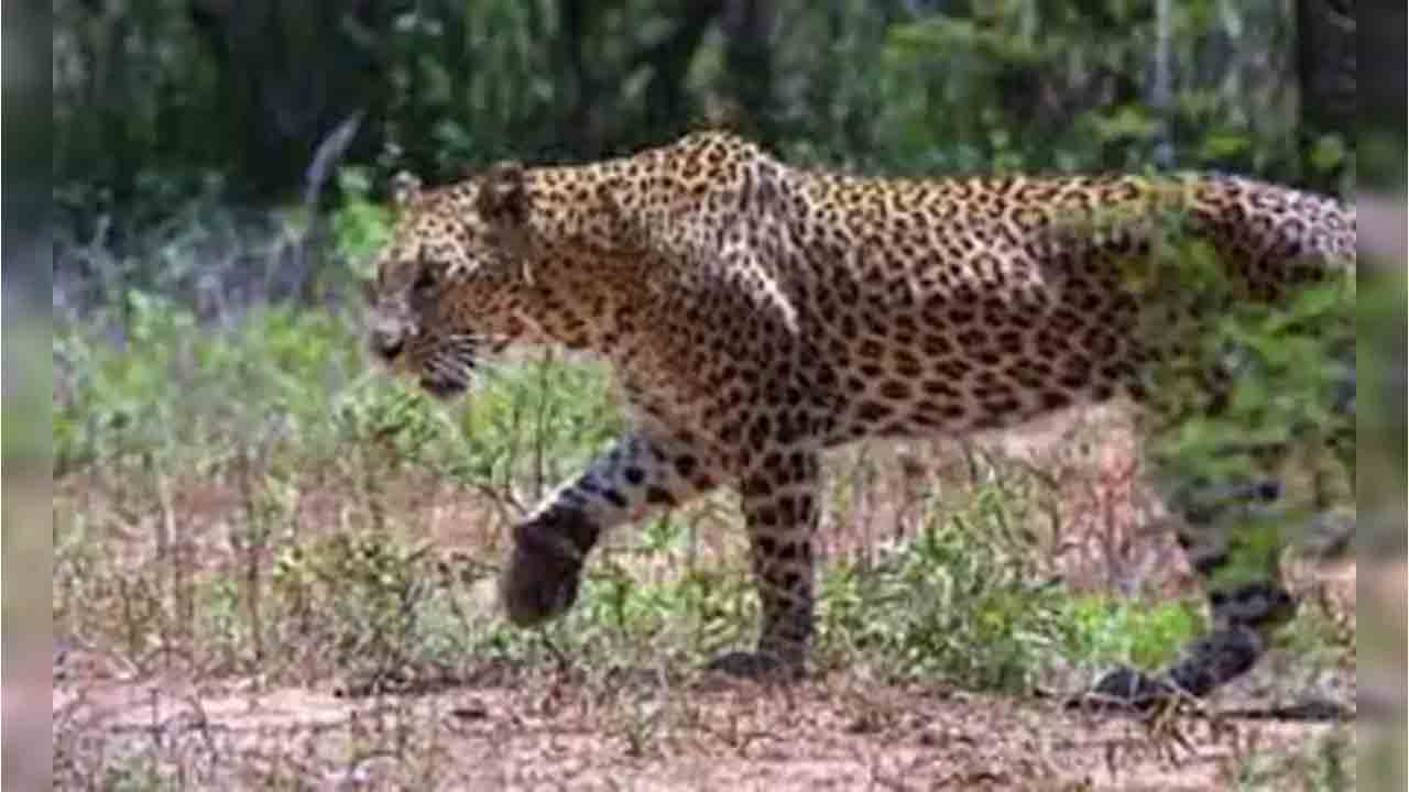 Leopard | నాలుగో రోజు చిరుత కోసం కొనసాగుతున్న వేట