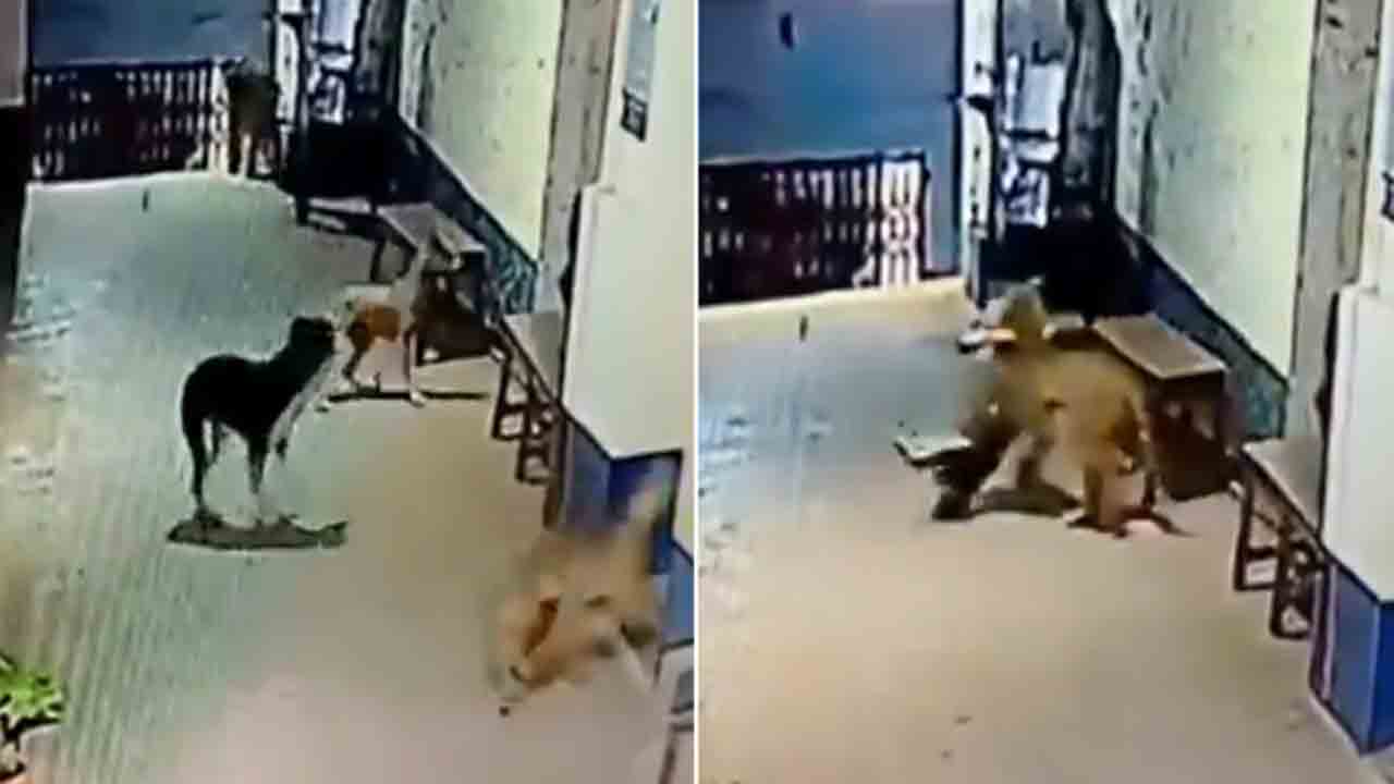 Watch: పోలీస్‌ స్టేషన్‌లోకి ప్రవేశించిన చిరుత.. తర్వాత ఏం జరిగిందంటే?