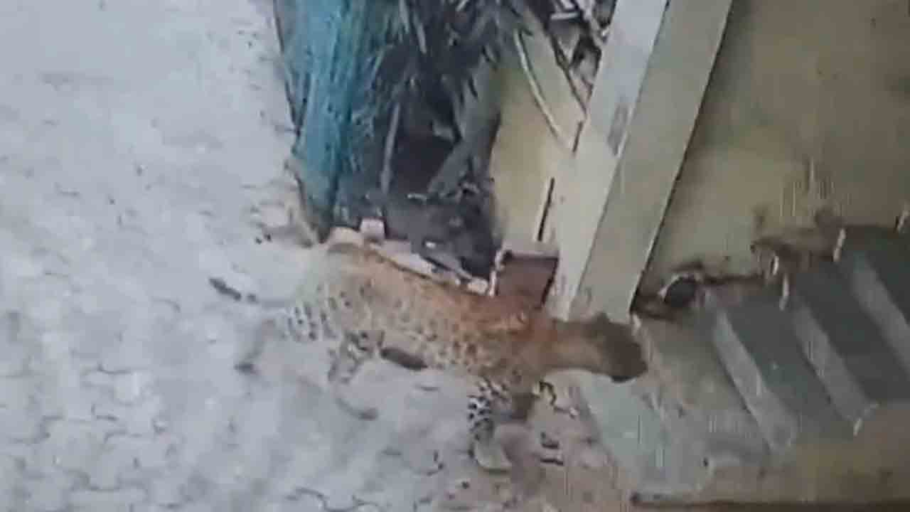 Leopard | అపార్ట్‌మెంట్‌లోకి ప్రవేశించిన చిరుత.. వీడియో