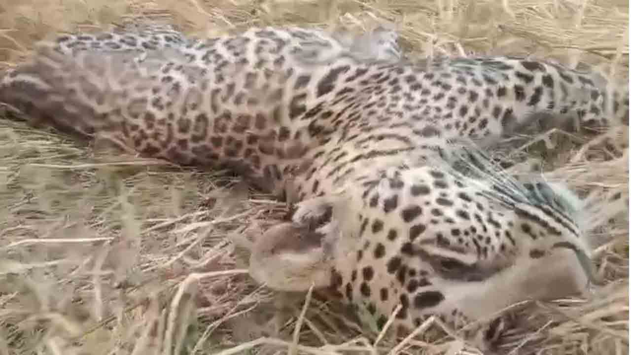 Leopard | నారాయణపేట జిల్లాలో చిరుత మృతి కలకలం