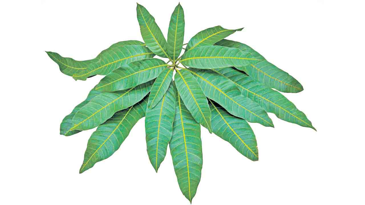 రెండాకులు