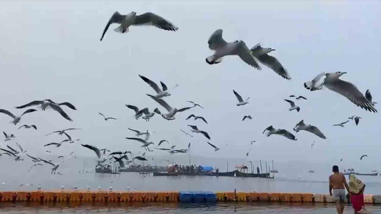Migratory birds | త్రివేణి సంగమంలో సైబీరియన్‌ వలస పక్షుల సందడి.. Video