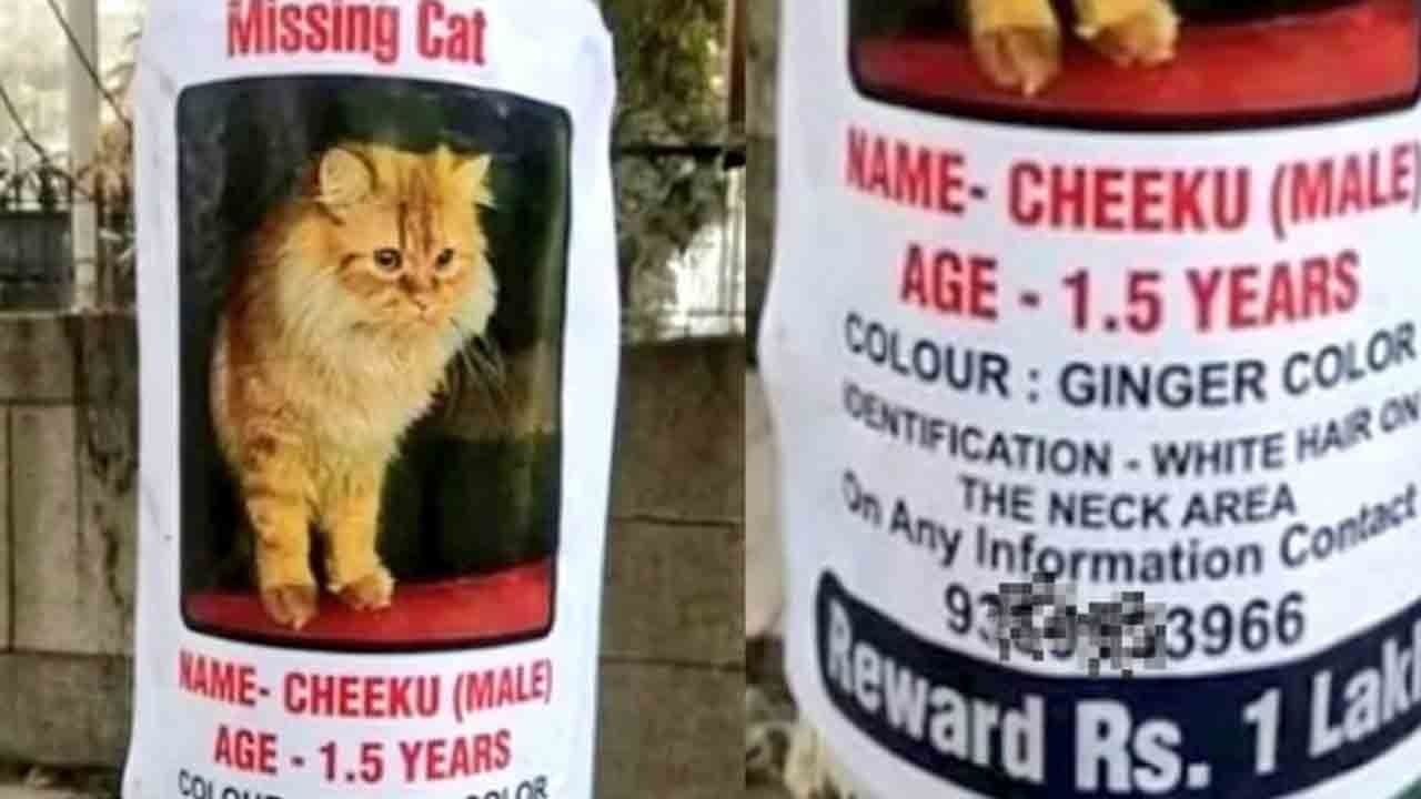 Cat Missing | తప్పిపోయిన పిల్లి.. లక్ష బహుమతి ప్రకటించిన యజమాని