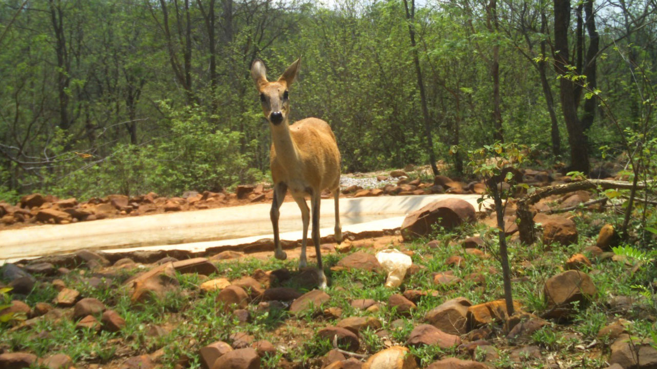 నల్లమలలో పెరిగిన జంతువులు