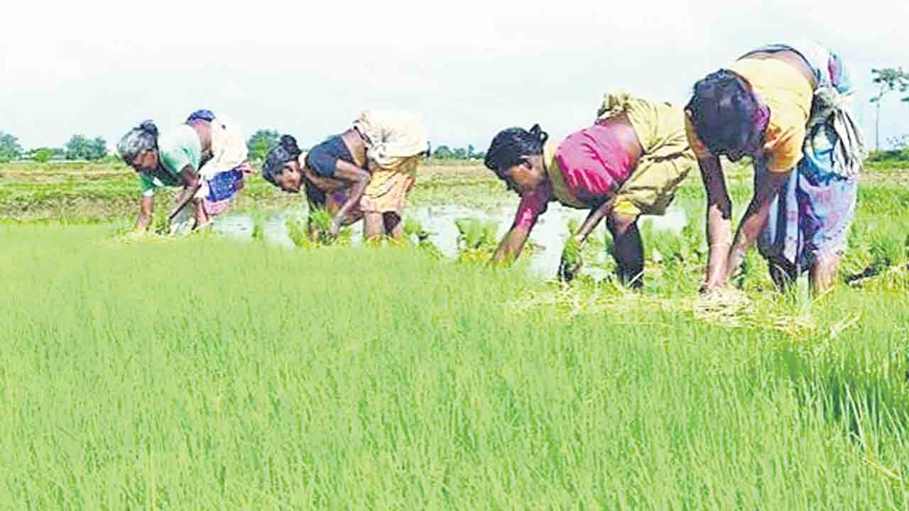 Ashima Goyal | ధనిక రైతులపై పన్ను.. కేంద్రానికి సూచించిన ఎంపీసీ సభ్యురాలు అషిమా గోయల్‌