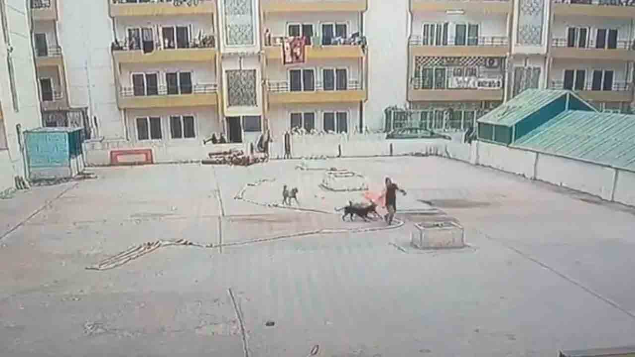 Stray Dogs | మహిళపై వీధి కుక్కల దాడి.. వీడియో వైరల్‌