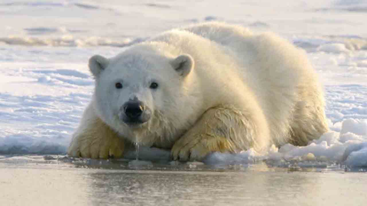 Polar Bear | బర్డ్‌ఫ్లూతో ధ్రువపు ఎలుగుబంటి మృతి.. ప్రపంచంలోనే తొలికేసు