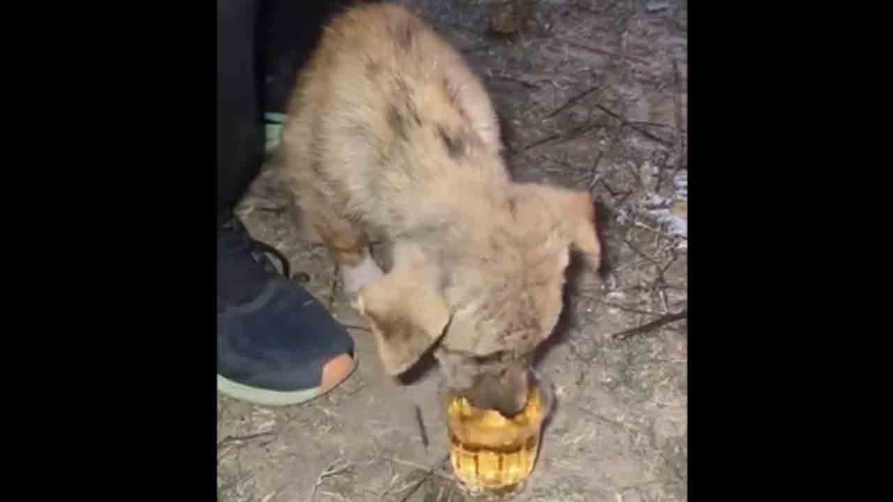 Watch: కుక్కపిల్లతో మద్యం తాగించిన యువకులు.. వీడియో వైరల్‌